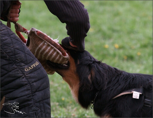 Dogs in training 5/2008